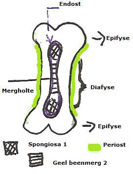 Het bot bestaat uit een harde compacte buitenlaag: de compacta (=3), waar binnen zich een harde sponsachtige maar brosse massa bevindt: spongiosa (=1). Deze bevat rood beenmerg.