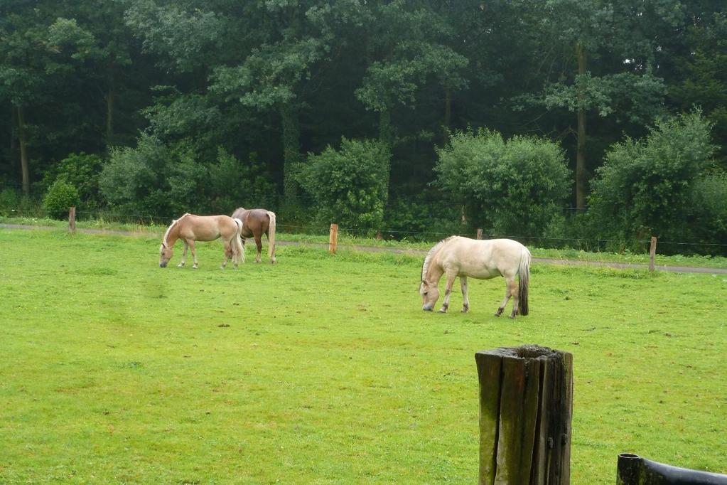 De afrastering rond de weide naast de manege is keurig hersteld door een groep leerlingen van het Carmelcollege, locatie Potskampstraat. Oproep nieuwe rubriek in ons clubblad Ben jij creatief?