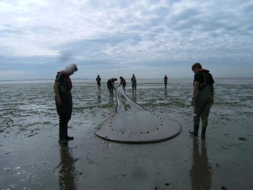 Het net bemonstert de vissen die het ondiepe wad opzoeken en levert op die manier kostbare informatie die de andere methodes niet missen.