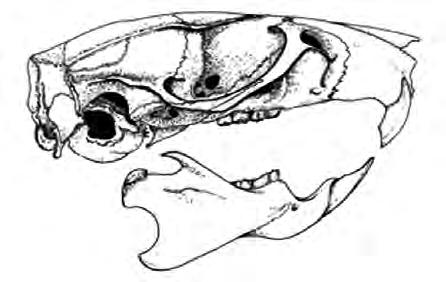 Hoofdstuk 1 knaagtanden 1 Herkennen van knaagdieren 1.1 Algemeen De knaagdieren (Rodentia) zijn de grootste orde van de klasse van de zoogdieren. Met wereldwijd circa 1.