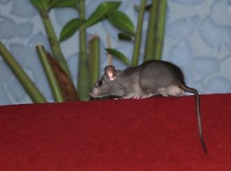Biologie en leefwijze bruine rat, zwarte rat en huismuis stevige bouw ratten die in dierproeven gebruikt worden en als huisdieren worden gehouden met al hun kleurvariaties, zijn ook bruine ratten.