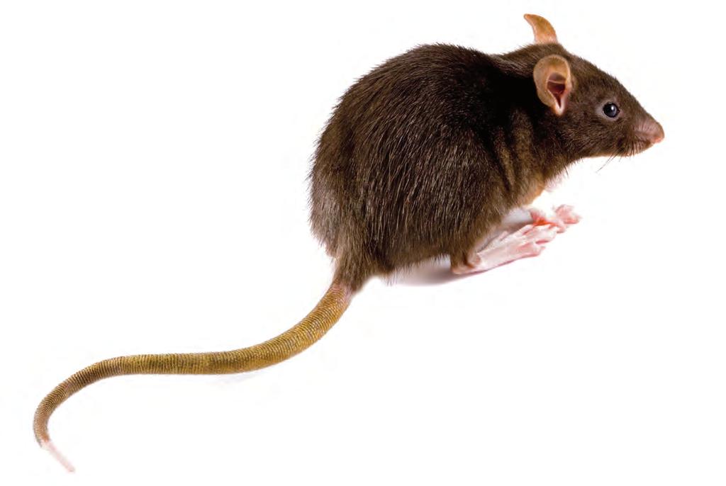 1 HOOFDSTuk Biologie en leefwijze bruine rat, zwarte rat en huismuis 1 Herkennen van