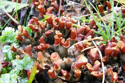 Rood bekermos (Cladonia coccifera) en Kopjesbekermos (Cladonia fimbriata) zijn hiervan voorbeelden.