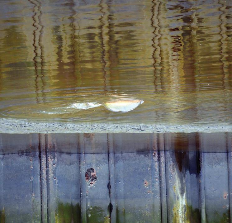 Een SKP karper die zich op ondiep water bevindt op zoek naar voedsel tijdens eb. het in werking treden van de vispassages er zoet water uit de Westerwoldse Aa het estuarium instroomt.