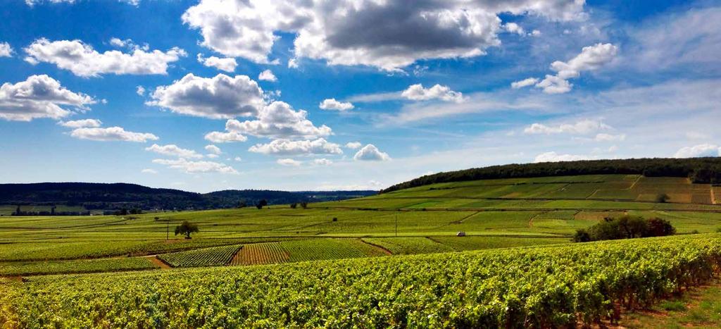Bourgogne 2015 GROOT, GROTER GROOTST Domaine Samuel Billaud Het oogstjaar 2015 heeft in grote delen van Frankrijk grootse wijnen voortgebracht. De Bourgogne was daarop geen uitzondering.