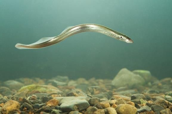 Deelaspect Natuur Geen ontheffing benodigd voor flora en faunawet Werken volgens de