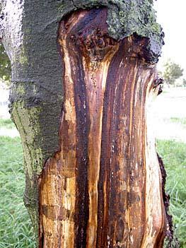 Rapportage Fytosanitaire signalering 2006 Groene ruimte aantastingen. Van de 96 aantastingen trof de PD er 86 aan in meidoorn (Crataegus).