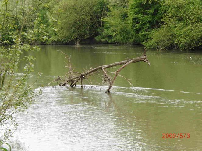 Oude Maasafzetting bij Keent. Een paleoecologische analyse en dat perifyton vooral te vinden was in het midden van de rivier, waar weinig beschaduwing plaatsvond.