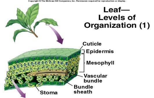 CO2 opname vindt plaats door de stomata (onderkant van het blad). Deze kan de plant reguleren.