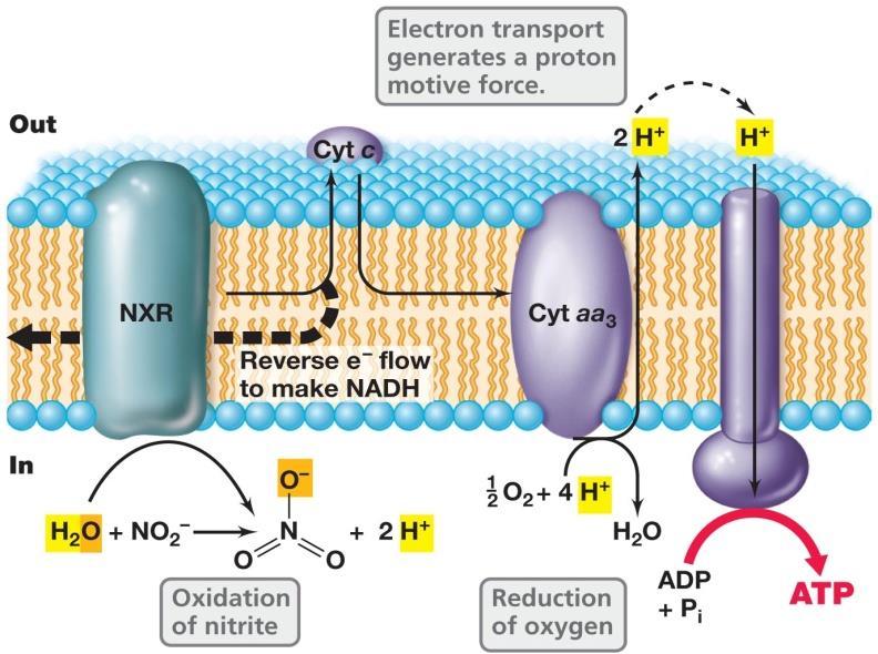 Hydroxylamine oxidoreductase oxidiceerd daarna NH2OH naar NO2-. Elektronen en protonen worden gebruikt om ATP te genereren. Zie plaatje.