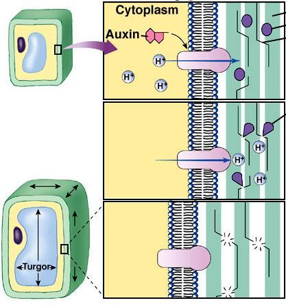 - In de meeste angiospermen in de gematigde streken is de belading van het floëem apoplastisch. - Transport eiwitten transporteren de sucrose (en aminozuren) vanuit de apoplast in de begeleidende cel.