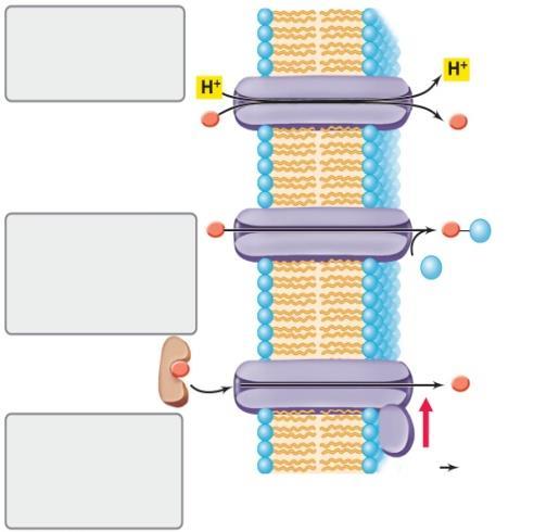 Dijkhuizen Microorganisms, diversity and cell structure 1. Beter begrijpen van levende organismen (Wat is leven?) 2. Die kennis toepassen voor het voordeel van mensen a.