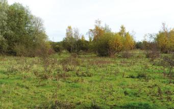 Mengklassen 5. Mengklasse Natuurlijk en verruigd grasland met max.