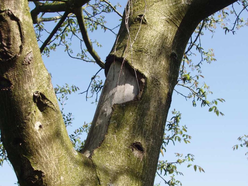 Onderzoek naar de aanwezigheid van Pallas eekhoorns in Weert en omgeving, periode december 2014 mei 2015 Vilmar Dijkstra, Bernd-Jan Bulsink, René Janssen,