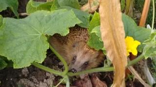 Egel gespot Foto: Antoinette Groenewegen Op tuin W200 werd deze kleine bezoeker gesignaleerd die zich schuilhield tussen de pompoenen.