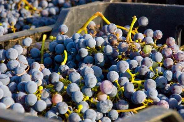 De wijnen Vega del Geva Crianza Uitzonderlijke rating in de 2017 Guide Supervinos Sharp - Eye 5; hoogste rating in drie jaar, de beste rode wijn gids.