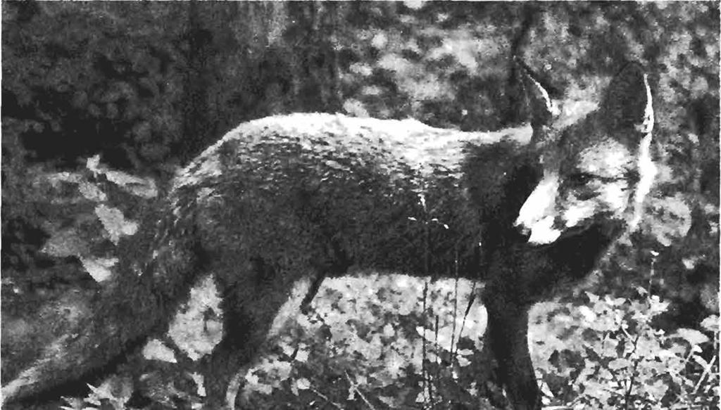 ZOOGDIER (3) 92/2 29 In Vlaanderen steekt een hetze tegen de vos zijn kop op. Foto Johan De Meester ven.