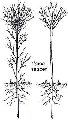 Aanplanten van knotwilgen Tot voor kort was de knotwilg in het Vlaamse landschap een vertrouwde verschijning. Ze werden aangeplant langs oevers van beken en sloten of langs weiden en akkers.
