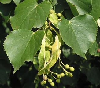 Indien deze poot ongeveer 60 cm diep wordt geplant, zal ze wortel schieten en uitgroeien tot een volwaardige knotwilg. De knotwilgpoten worden geoogst bij beheer in natuurgebieden van Natuurpunt.