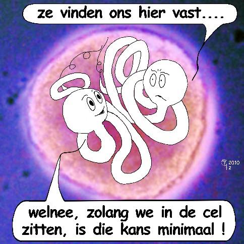 Onderzoek en diagnostische testen concentreren zich op de paar bekendste Borrelia-soorten en dan vooral de Amerikaanse laboratoriumstam B31.