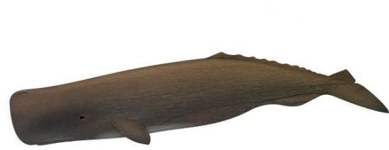 Potvis Physeter macrocephalus De potvis is de grootste tandwalvis en één van de beste duikers onder de zeezoogdieren: hij kan meer dan een uur onder water blijven.