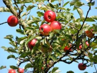 Fruitbomen Zoals u misschien wel weet hebben de kinderen van De Graankorrel een afspraak met de gemeente.