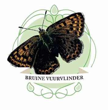 Een BV in nood De BV ofwel de Buine vuuvlinde kwam algemeen voo in de povincie Vlaams-Babant, Antwepen en Limbug. Op het einde van de voige eeuw ging de soot stek achteuit.