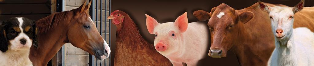 Antibioticagebruik bij dieren in België: via overleg en