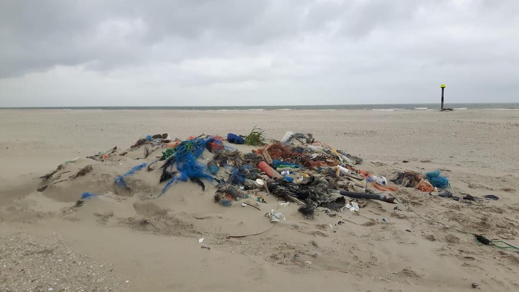 Opdracht duinen Al in het jaar van de aanleg van de zandmotor hebben pionierplanten zich er kunnen vestigen.