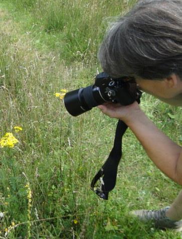 Moeraswespenorchissen gevonden en een bladroller op