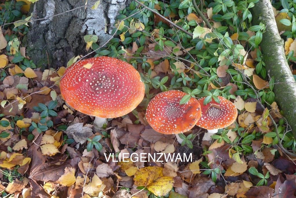 HERFSTEXCURSIE 17 SEPTEMBER 14.00 UUR Speciale aandacht voor paddenstoelen, vruchten en trekvogels. Indien gewenst kan ook voorlichting over vogel- en paddenstoelen apps gegeven worden.