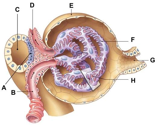 #PICTURE plaatje10.jpg 67 Klik op bovenstaande image knop. De figuur stelt een glomerulus met omgeving voor. Welke letter in de figuur hoort bij de structuur: efferente arteriole. A. A B. B C. C D.