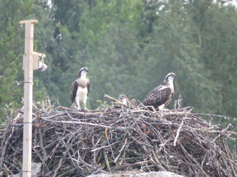 Zaterdag 10 juni 2017: Verkenning van het Linnansaari National park en excursie voor de Samaai zeehond Na het ontbijt vertrekken we naar Rantasalmi, dit is gelegen aan de uitgestrekte Samaai lakes.