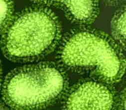 Bijlage 2 Griep-epidemie Feiten over griep Griep is een acute infectie van de bovenste luchtwegen (neus, keel, longen) en wordt veroorzaakt door het influenza virus.