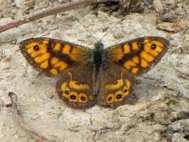 Argusvlinder - 3 e generatie op Tiengemeten Hooibeestje (Coenonympha pamphilus) N=765 De meerjarengrafiek toont de