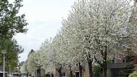 Prunus avium