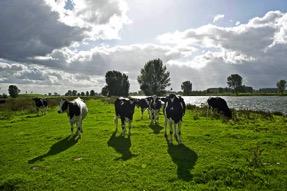 Bron 13: Schematische weergave van de grote rivieren in Nederland bij