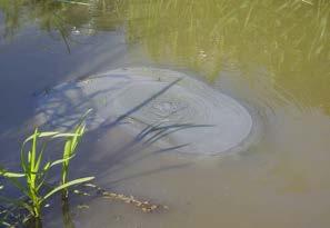 Het zand kan dan meegenomen worden door het water dat door de grond onder de dijk door stroomt. In de sloot aan de binnenkant van de dijk zie je dan opwellend zand (bron 24).