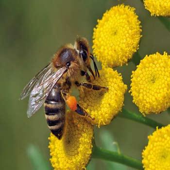 Bijenweide/ OPVALLEN IS DE BOODSCHAP Albert Vandijck drachtplanten stuifmeelwaarde 3, de akkerdistel (Cirsium arvense) nectar- en pollenwaarde 5, en het klein hoefblad (Tussilago farfara) nectar- en