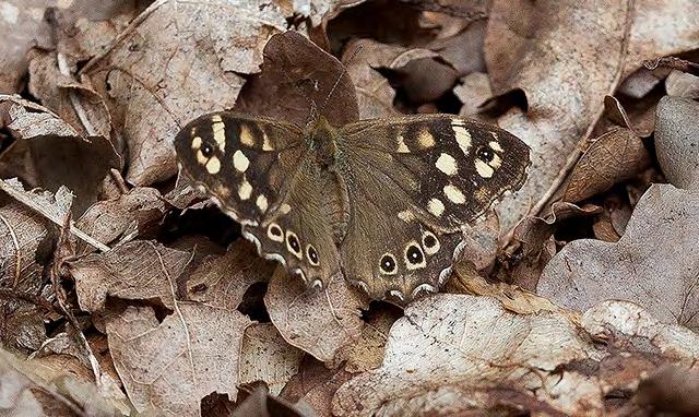 Heivlinder succes geworden. Sommige stukken zien er nog uit als de sparrenakkers van vroeger. Steeds meer bos krijgt het karakter van het open stuifzandbos dat Het Drentse Landschap voor ogen staat.