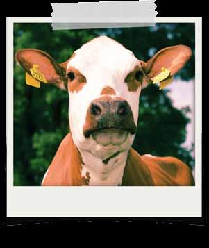 com Foto s kunnen ook worden ingezonden door middel van de smartphone Rumgo dochters staan garant voor veel melk, 305 dgn 7.304 kgm 569 kg V+E.