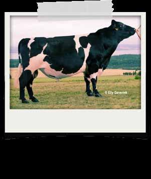 Prestangen geeft gezonde en harde koeien die een hoge productie gemakkelijk aan kunnen.