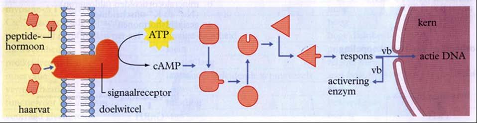 BINAS 89B werkingsmechanismen van hormonen in cellen Hard-op-denkend lezen van