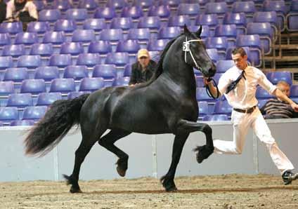 Reserve bij de driejarigen werd Wiet van Visser (Haitse 425 x Feitse 293P) van Visser uit Lunteren. Zij was ook al kampioen in Oudkarspel.