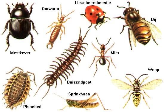 Kriebelbeestjes in het compostvat doelgroep: eerste, tweede, derde, vierde duur: ongeveer 1 uur data: volledig schooljaar groep: max.