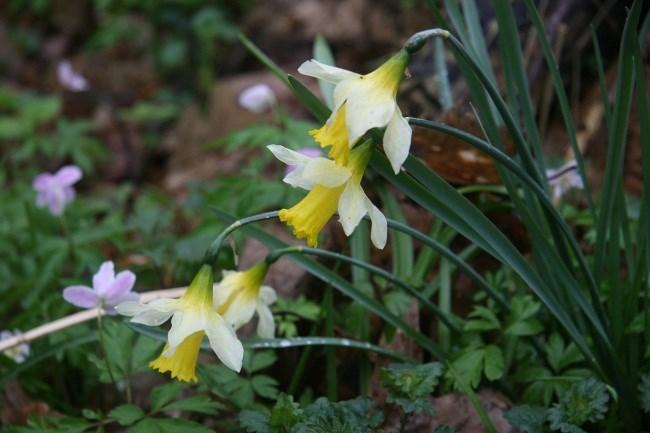 toont hoe dieren en planten wakker worden door de eerste zonnestralen.