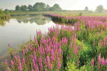 Getijdennatuur: afwisseling verzekerd. Door het spel van getijden weer los te laten op het Zennegat en Grote Vijver worden de lagergelegen delen bij vloed overspoeld.