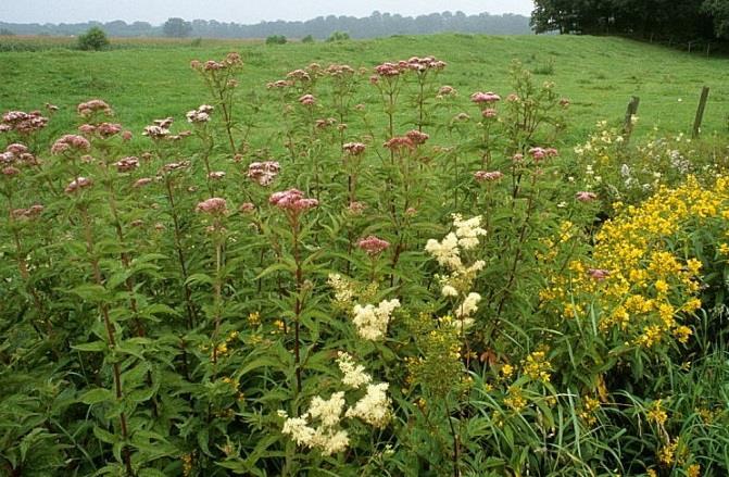 Ruigte met moerasspirea, koninginnekruid, echte valeriaan en gewone wederik moeraswolfsmelk Kwaliteitsanalyse 1) Aanwezige vegetatietypen Alleen ruigten die behoren tot de Associatie van Moerasspirea