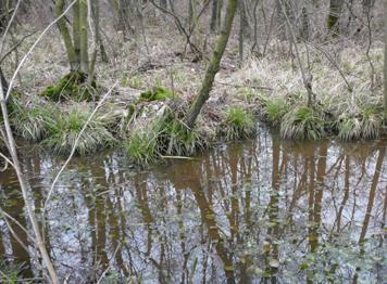 Een flink deel van dit zoekgebied zal kwalificeren voor het Zachthoutooibossen, zeker als het gaat