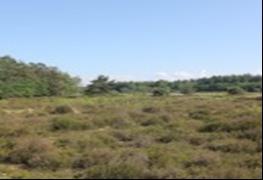 Het landgoed De Havikshorst bij De Wijk en het uitgestrekte bos- en heidegebied Wildenberg-Rabbinge zijn uitermate geschikt voor wandelaars.